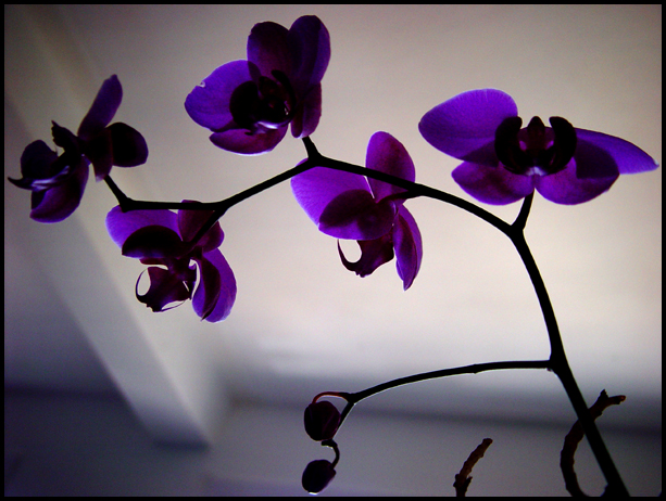 Orchid